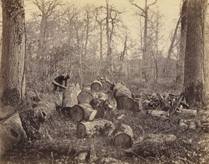 Forêt de Fontainebleau